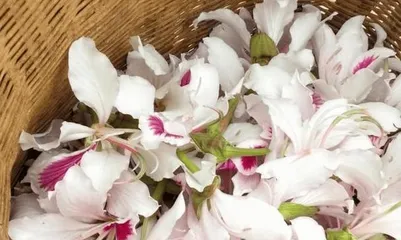 Toxicity and Indoor Care Methods of Lotus Flower (Understanding the Toxicity of Lotus Flower for Safer Indoor Potted Plants) 2