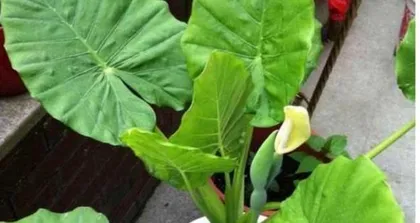 Toxicity and Indoor Care Methods of Lotus Flower (Understanding the Toxicity of Lotus Flower for Safer Indoor Potted Plants) 3