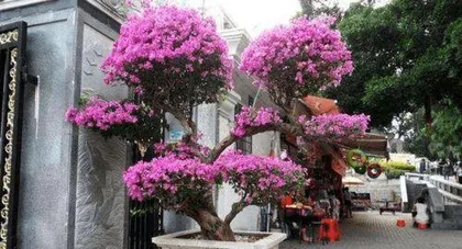 How to prune Bougainvillea, comprehensive analysis of pruning techniques and care points