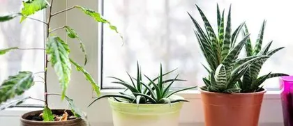 What is the easiest plant to grow, plant care guide for health maintenance