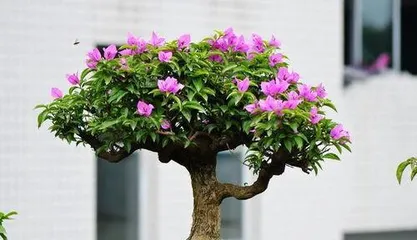 How to prune bougainvillea, a comprehensive guide to pruning techniques and care points