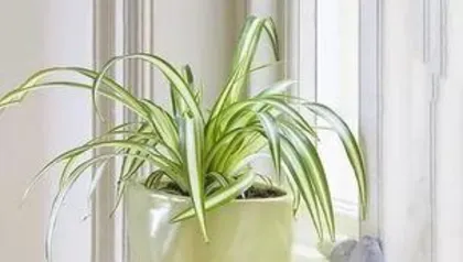 What are the easiest potted plants to grow, a guide to caring for healthy houseplants”2