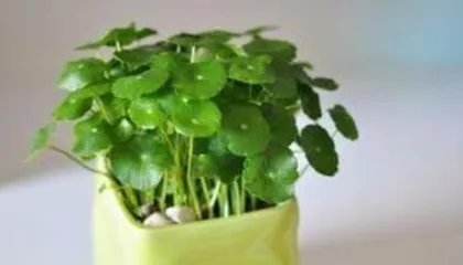 What are the easiest potted plants to grow, a guide to caring for healthy houseplants”3