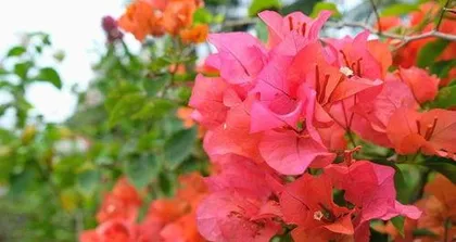 How to prune bougainvillea, a comprehensive guide to pruning techniques and care points