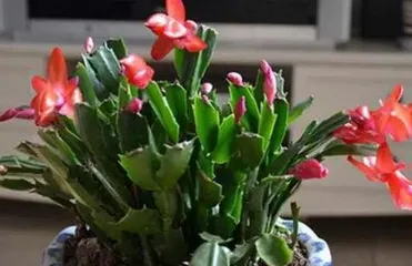 How to propagate Schlumbergera, step-by-step instructions and care tips