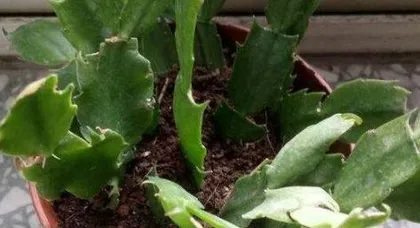 How to Propagate Christmas Cactus, Step-by-Step Guide and Care Tips 2