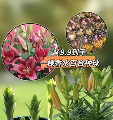 The care and cultivation methods of potted lilies (How to make lilies healthy and strong in pots?)