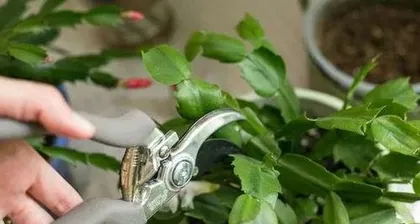 How to Propagate Christmas Cactus, Step-by-Step Guide and Care Tips 3