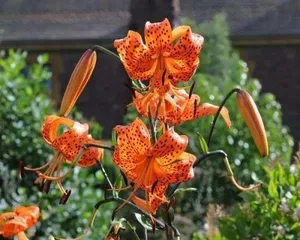 Maintenance and Cultivation Methods for Potted Lilies (How to Keep Lilies Healthy and Strong in Pots?) 2