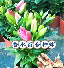 Maintenance and Cultivation Methods for Potted Lilies (How to Keep Lilies Healthy and Strong in Pots?) 3