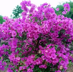 How to water when Bougainvillea blooms, "Full analysis of watering techniques during Bougainvillea flowering season"