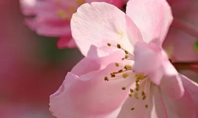 Aromatic Flowers - Varieties and Care (Create Fresh Air, Enjoy Natural Fragrance)2