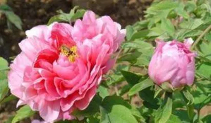 How to Prune Peonies After Blooming to Promote More Vibrant Flowers Next Year: A Comprehensive Guide to Care Techniques