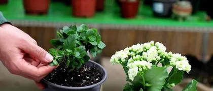 How to Grow Kalanchoe, a Comprehensive Guide from Growth Period to Reblooming Techniques