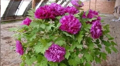 How to prune peonies after they bloom to promote more abundant flowering next year, a complete analysis of care tips