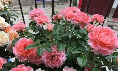 How to Care for Roses: A Comprehensive Guide from Soil to Pest and Disease Control