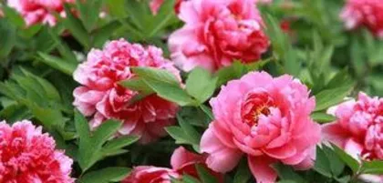 How to prune peonies after they bloom to promote more abundant flowering next year, a complete analysis of care tips