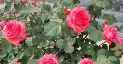 How to care for roses, a comprehensive guide from soil to pest and disease control2