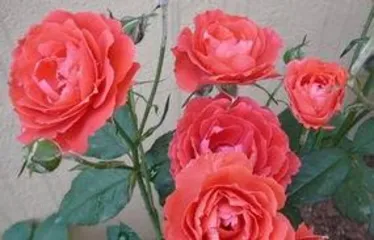 How to care for roses, a comprehensive guide from soil to pest and disease control3