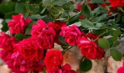 How to prune climbing roses, year-round care, abundant flowering