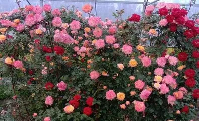 爬藤月季如何修剪,四季养护,花开繁盛2