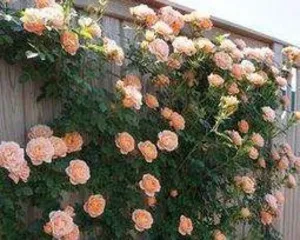 爬藤月季如何修剪,四季养护,花开繁盛3