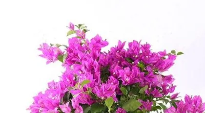 How to handle after the bougainvillea blooms, pruning and reblooming techniques explained