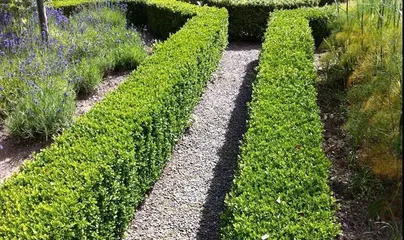 Types of hedging plants and care techniques (Creating a natural green environment requires selecting suitable hedging plants)