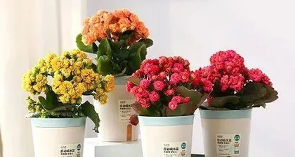How to care for Kalanchoe, from rooting to flowering, creating a beautiful balcony garden 2