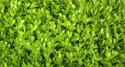 绿篱植物的种类与养护技巧(营造自然绿化环境,选择适合的绿篱植物非常重要)2