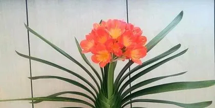 君子兰开花后怎么处理,君子兰开花后养护与后续管理要点2