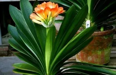 君子兰开花后怎么处理,君子兰开花后养护与后续管理要点3