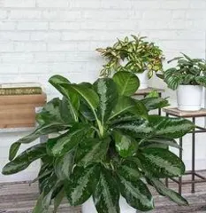 What kind of potted plants are suitable for indoor spaces to create a fresh and livable environment?