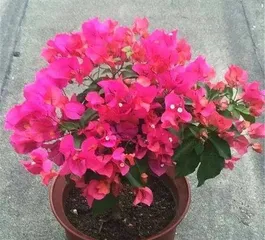 How to repot bougainvillea, care secrets for bougainvillea to renew its life