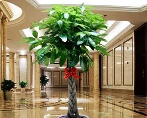 How to Master the Watering Frequency for Money Trees (How often should you water them?)