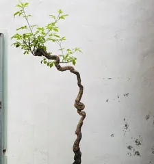 Pruning time for Chinese buckthorn bonsai (When is it suitable to prune? Which parts need pruning?)