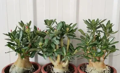 How to care for desert roses in winter (cold protection and fertilization methods for desert roses in winter)
