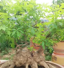 Pruning Time for Vitex Negundo Bonsai (When is the best time to prune? Which parts need to be pruned?) 2