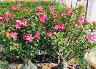 How to care for desert roses in winter (Winter cold protection and fertilization methods for desert roses) 2
