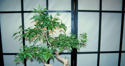 Pruning Time for Vitex Negundo Bonsai (When is the best time to prune? Which parts need to be pruned?) 3