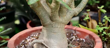 How to care for desert roses in winter (Winter cold protection and fertilization methods for desert roses) 3