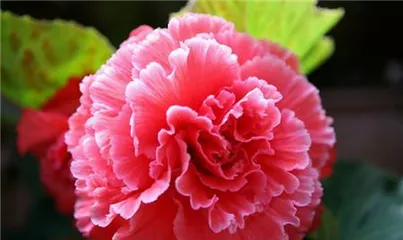 How to Grow Bulbous Hebe (A New Choice for Indoor Plants, Making Bulbous Hebe a Star of Indoor Care)