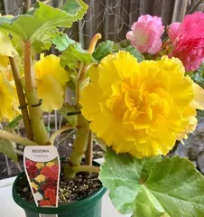 How to Grow Tuberous Begonias Indoors (A New Choice for Home Green Plants, Making Tuberous Begonias a Star of Indoor Cultivation) 2