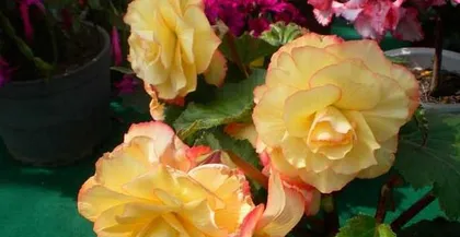 How to Grow Tuberous Begonias Indoors (A New Choice for Home Green Plants, Making Tuberous Begonias a Star of Indoor Cultivation) 3