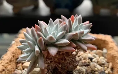 Propagation Methods and Precautions for White Beauty Succulents (Step-by-Step Guide to Helping White Beauty Multiply and Thrive)