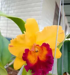 Cattleya orchid care and management (to create a beautiful and elegant garden space) 2