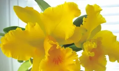 Cattleya orchid care and management (to create a beautiful and elegant garden space) 3