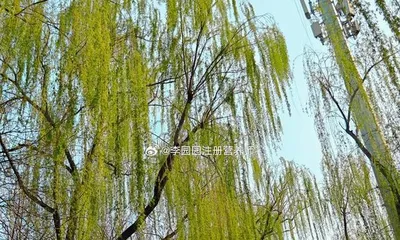 Planting willows to create beautiful gardens (Why choose willows, how to care for them, how to beautify the garden?)