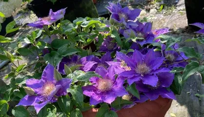 Clematis (flowers that love the sun, understand the growth habits and care methods of clematis)