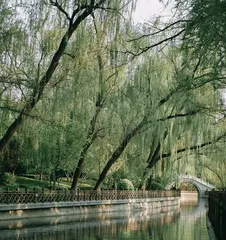 Planting Willow Trees to Create a Beautiful Courtyard (Why Choose Willows, How to Care for Them, How to Beautify the Courtyard?) 3